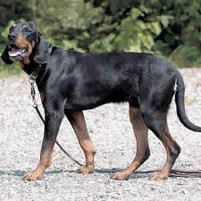 犬を家族に迎える前に